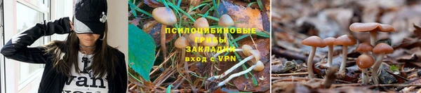 гидра Каменногорск